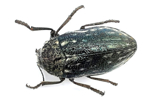 Buprestidae julodis a2 - buprestidae,,
